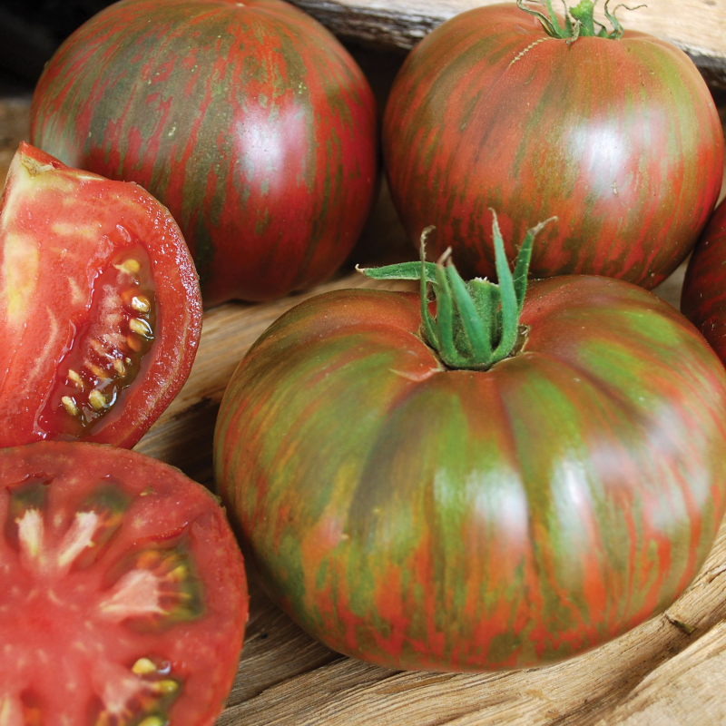 Pink Berkeley Tie Dye Tomato Main Image